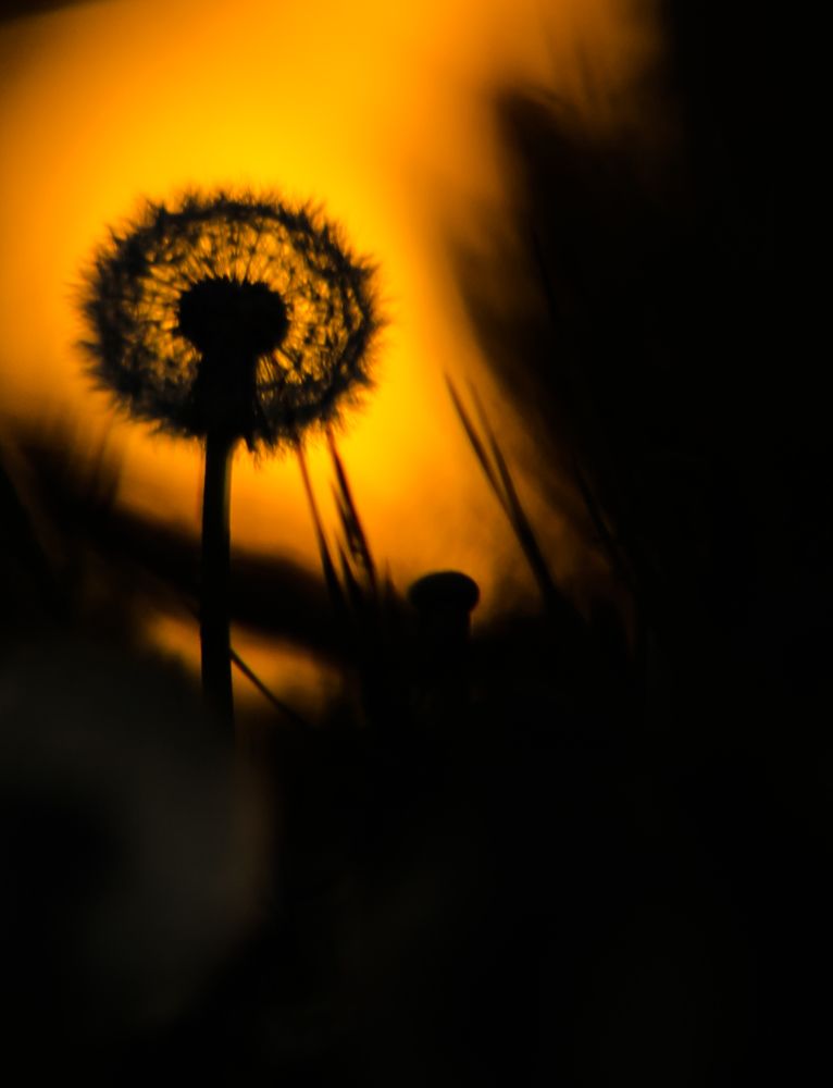 Photograph by Ольга Заповедная