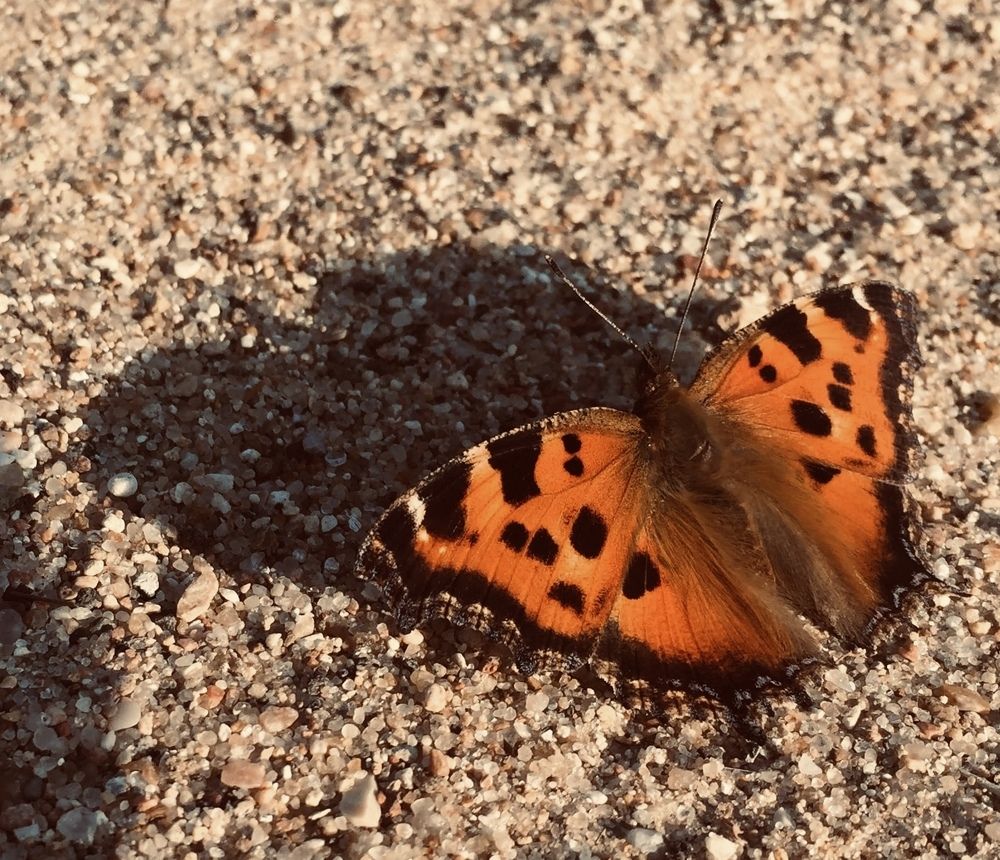 Photograph by Анастасия Бардыкина