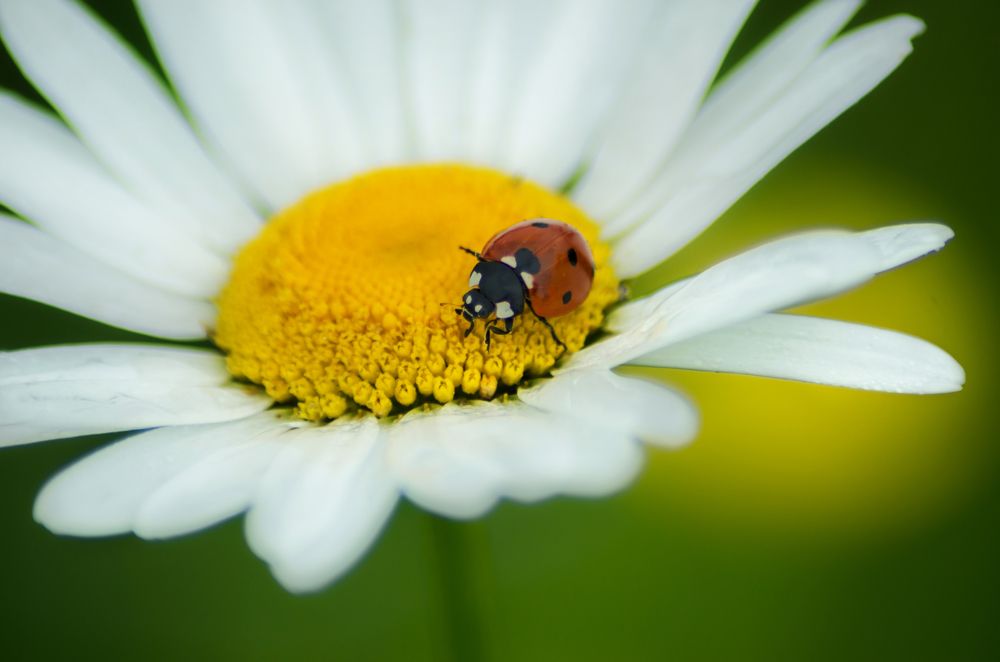 Photograph by Ольга Заповедная