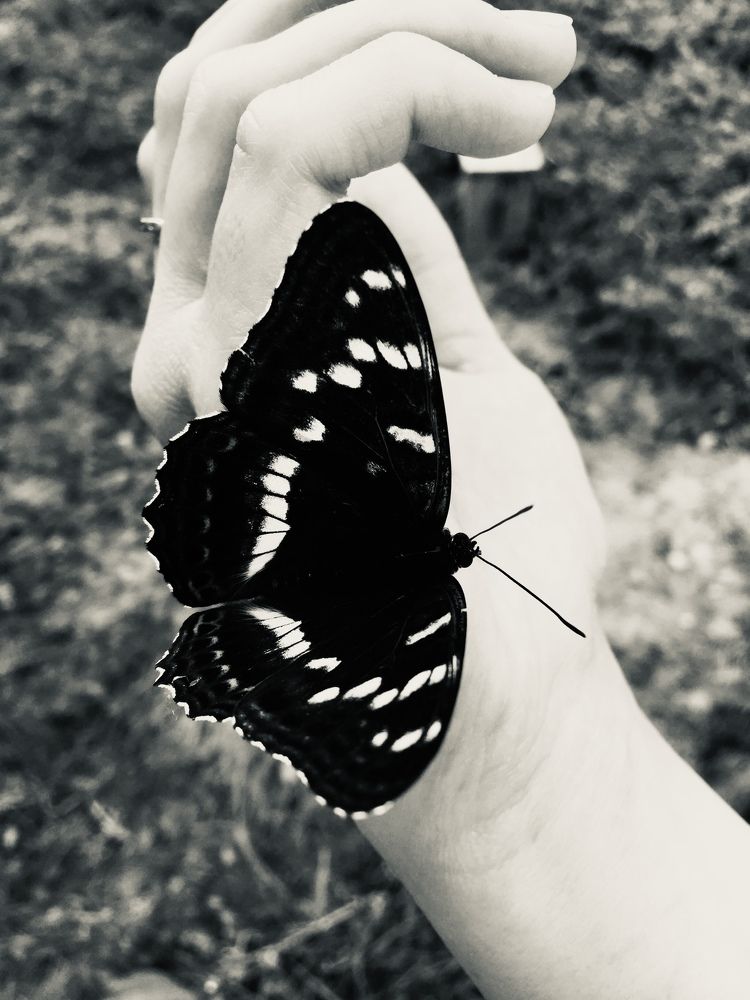 Limenitis populi