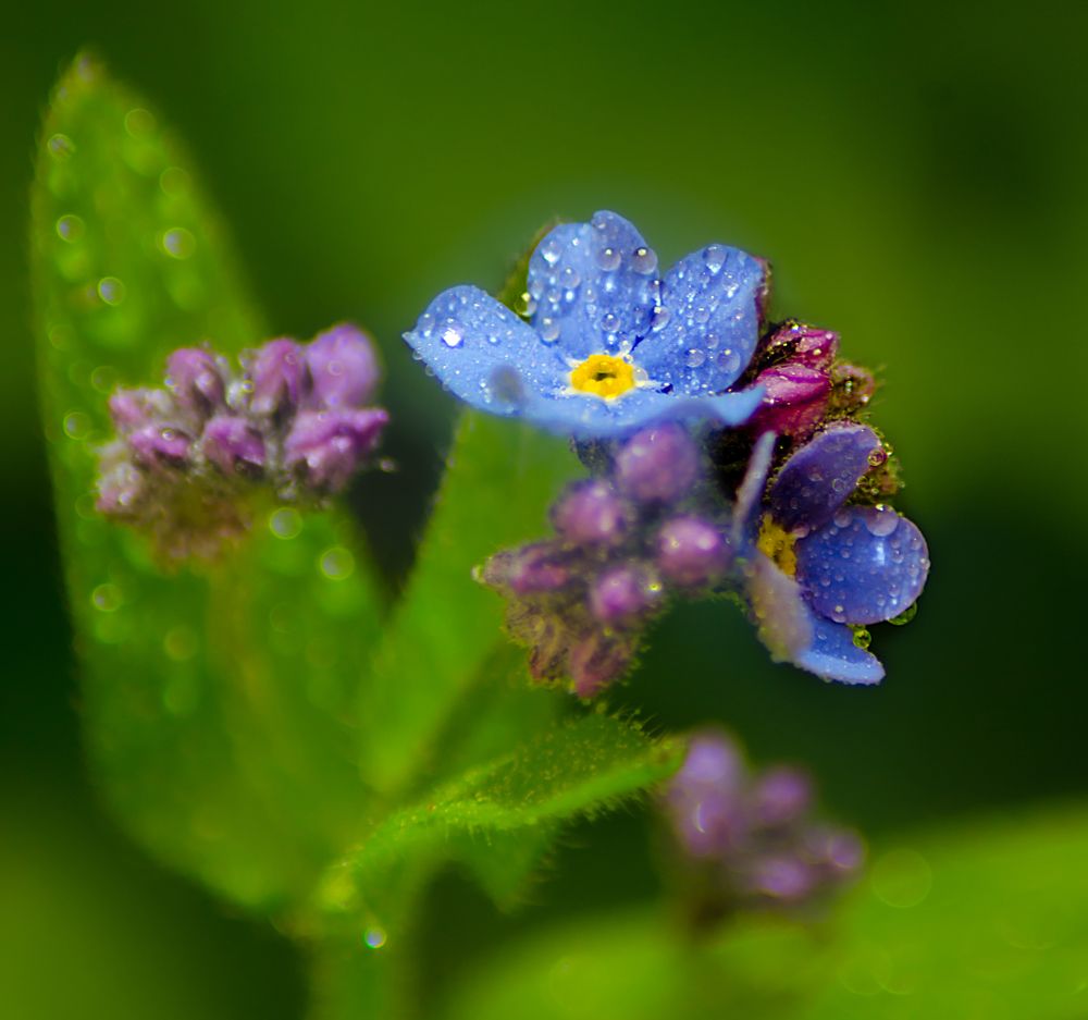 Photograph by Ольга Заповедная