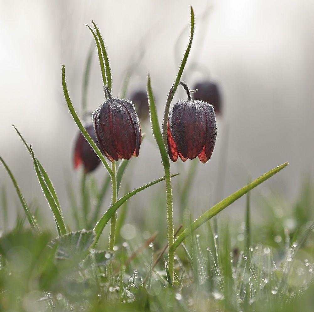 Охота на рябчиков - 1