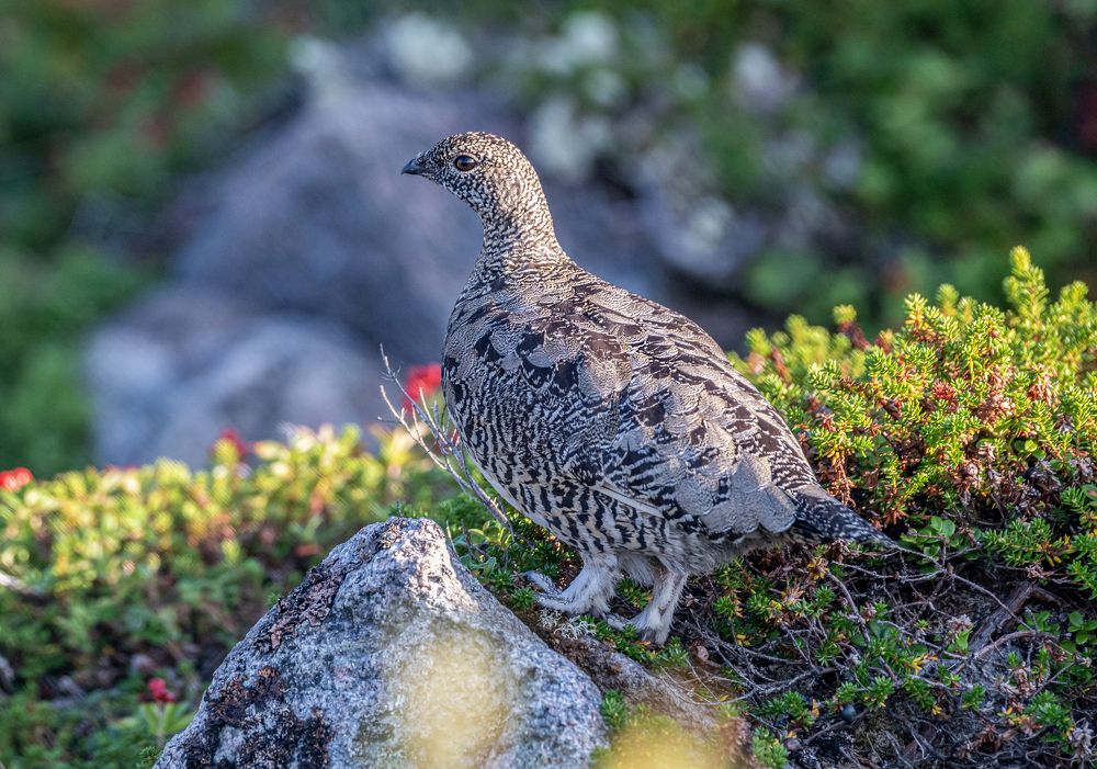 Photograph by Савчук Сергей