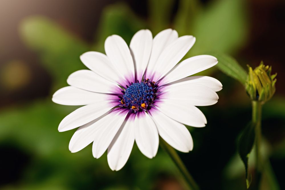 Остеоспермум