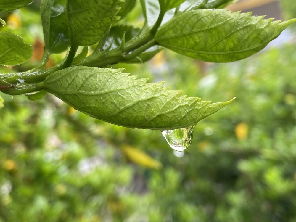 Ephemeral Elegance ?