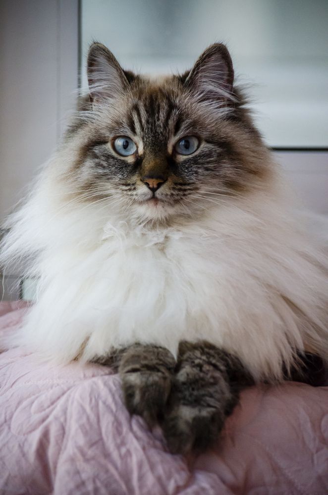 Боня на балконе