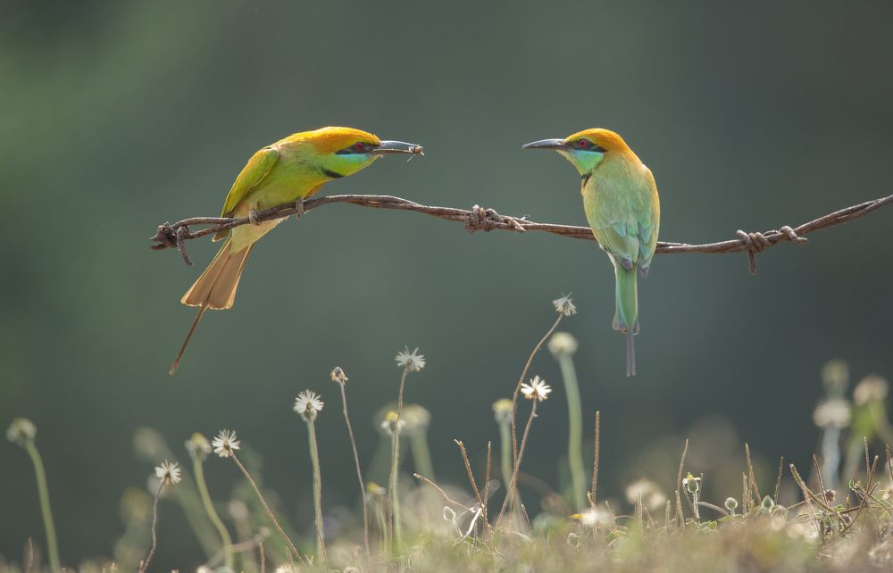 Photograph by Nguyen Van Thanh