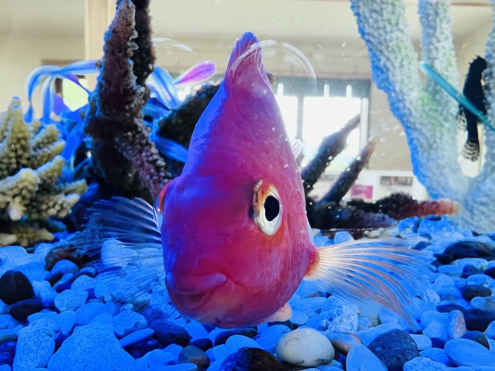 Photograph by Kira Ko