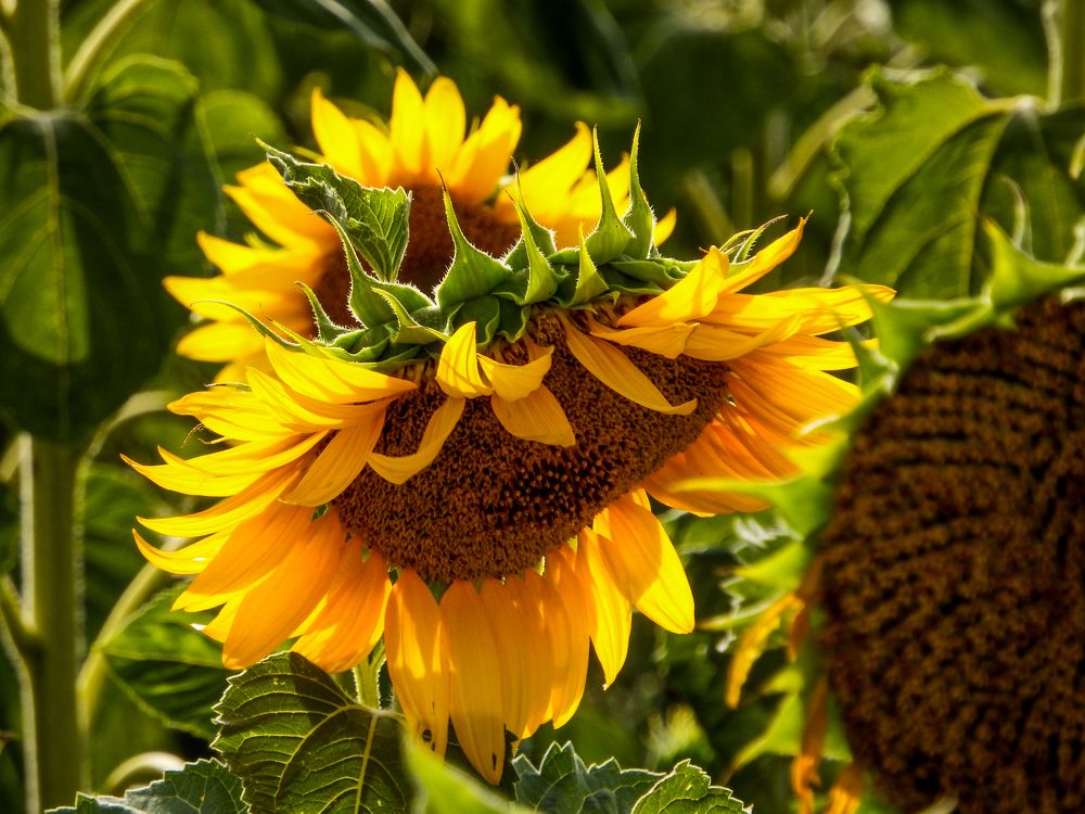 Photograph by Анастасия Толмачева