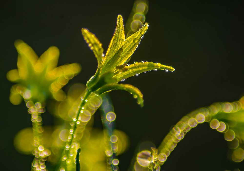 Photograph by Ольга Заповедная