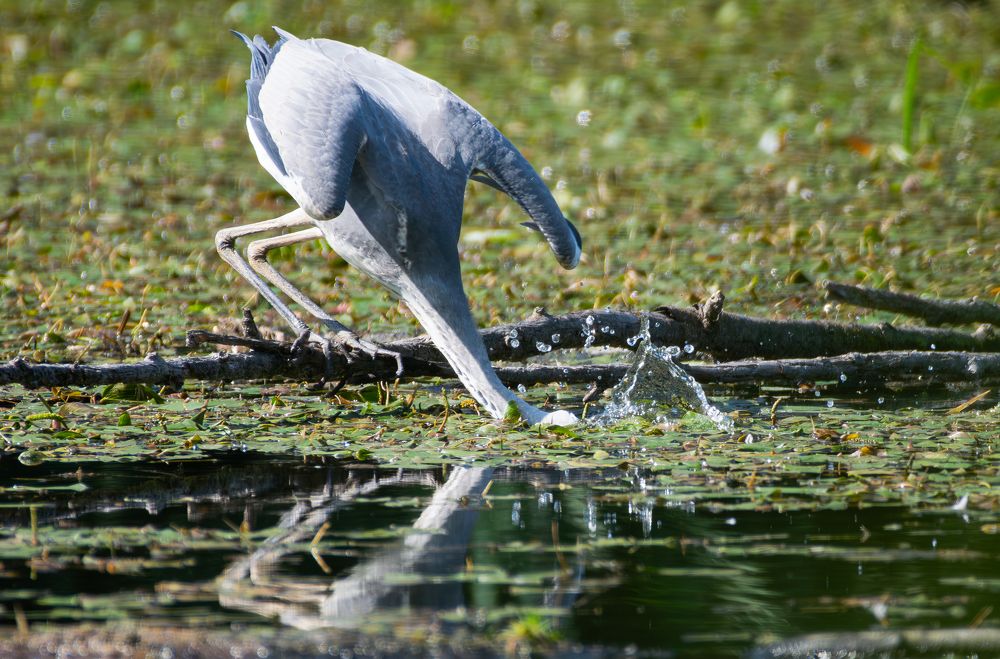 Фотография автора Алексей Савельев