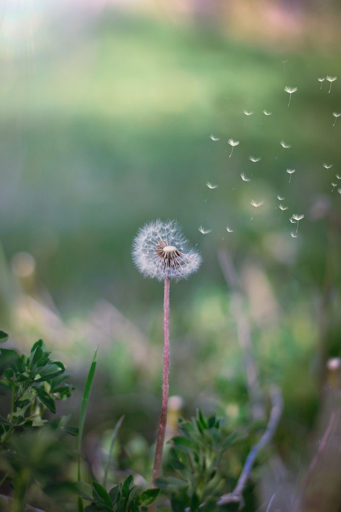 Photograph by ali bakhshi