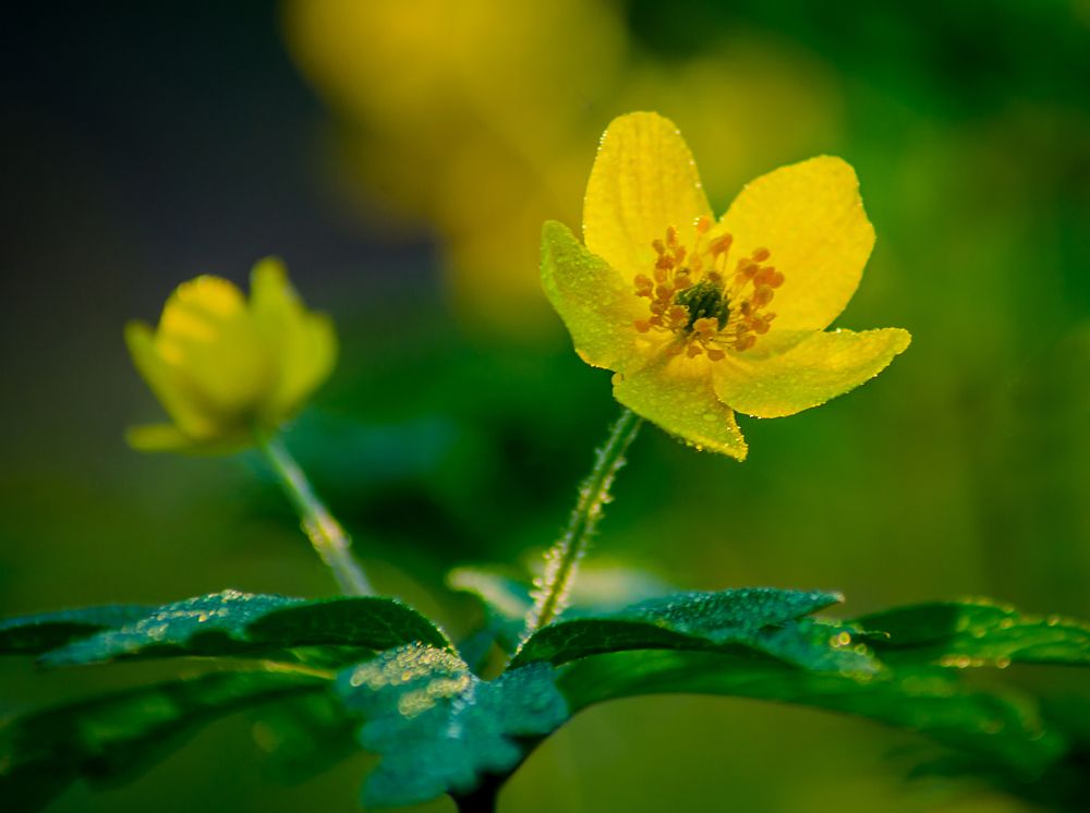 Photograph by Ольга Заповедная