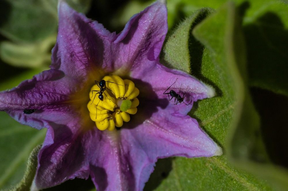 Photograph by Ajith Maniyan