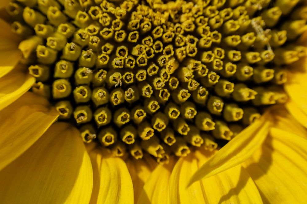 Photograph by Ajith Maniyan