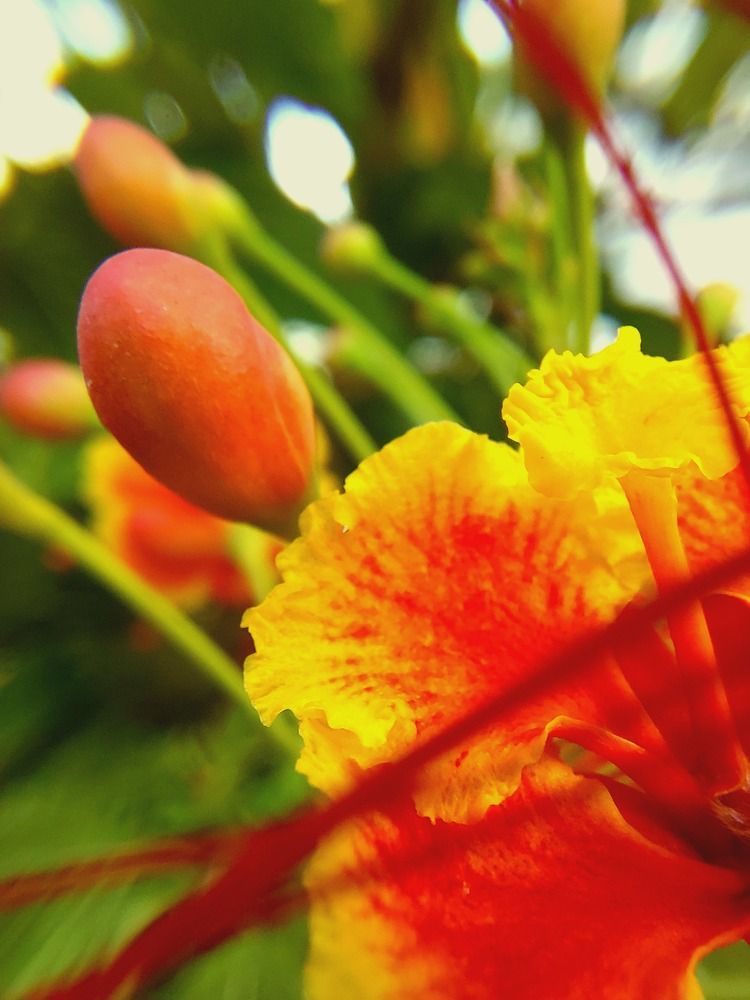 Photograph by CRINALDO REIS