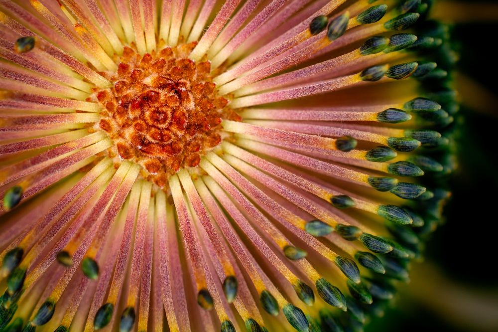 Photograph by Uesan Aliace