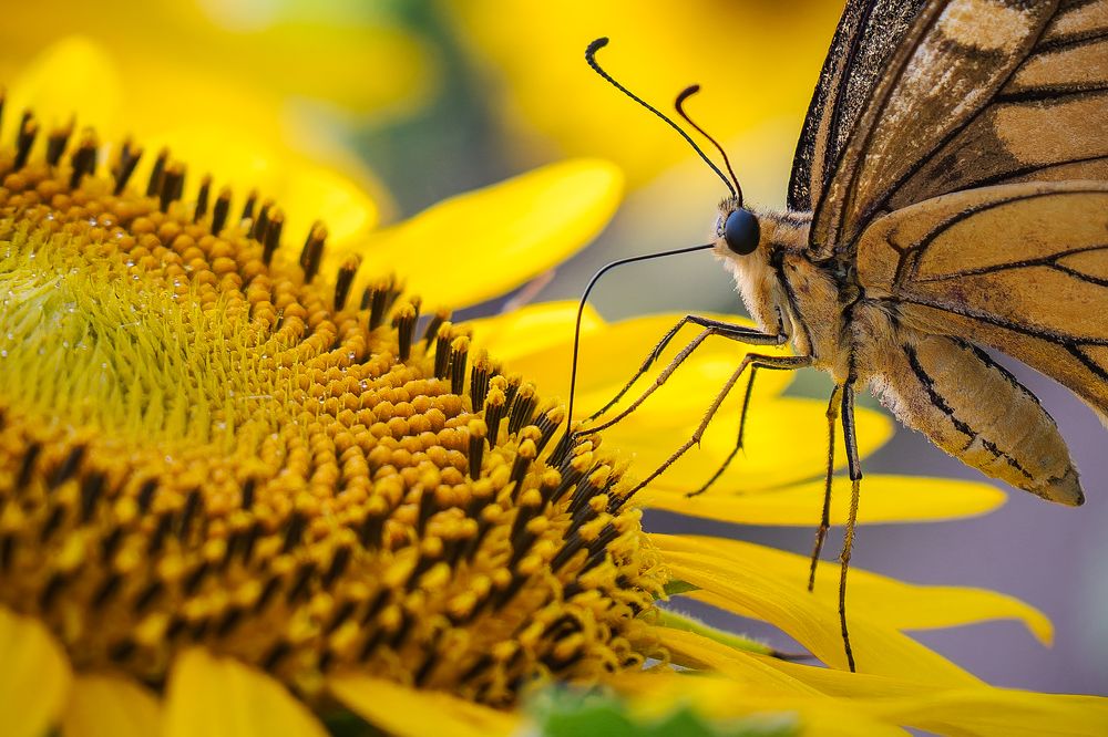 Photograph by Uesan Aliace