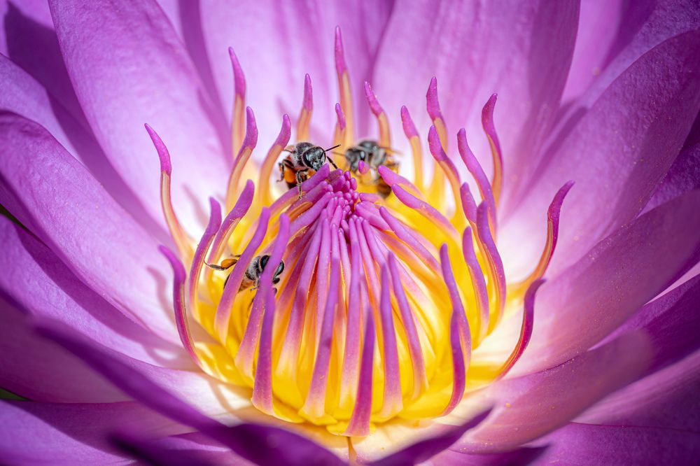 Photograph by Hoang Viet Nguyen