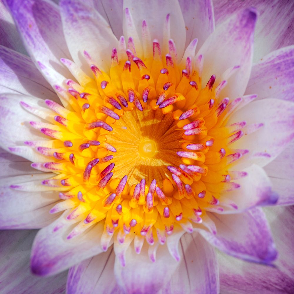 Photograph by Hoang Viet Nguyen