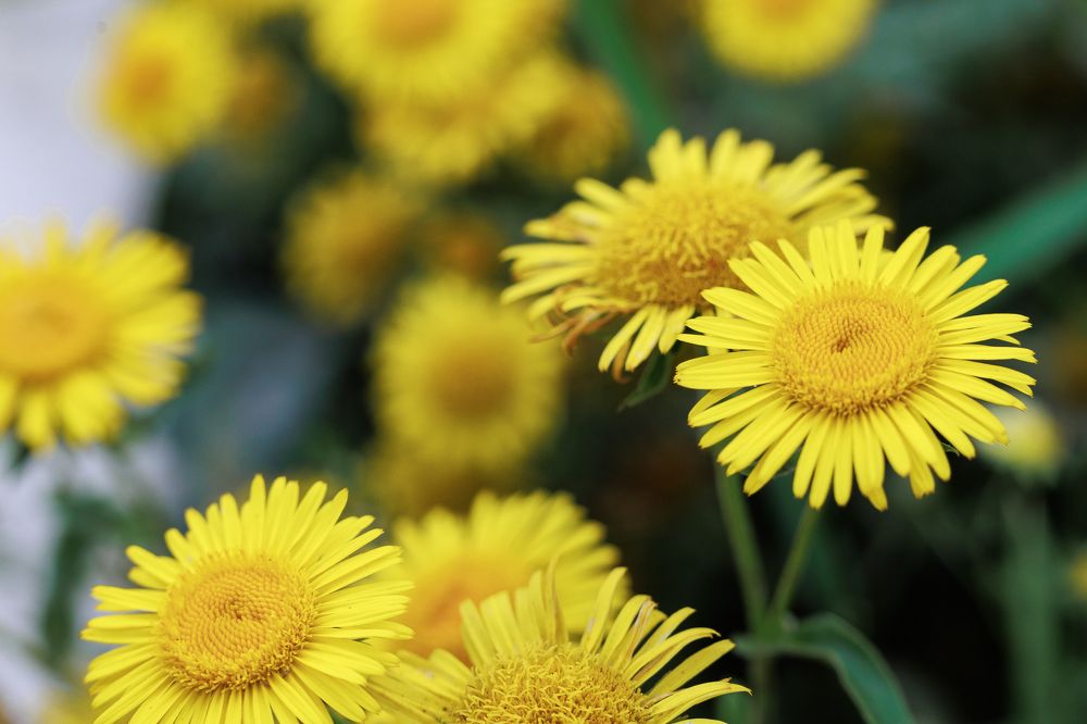 Фотография автора Артём Пышкин