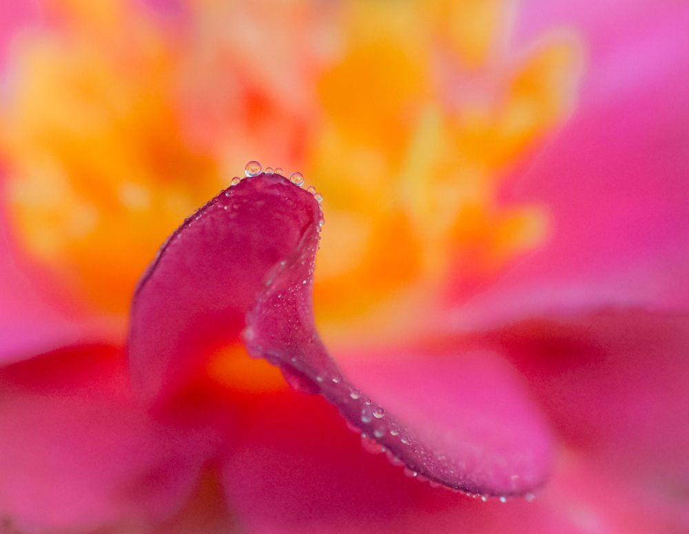 Photograph by Arindam Sahoo