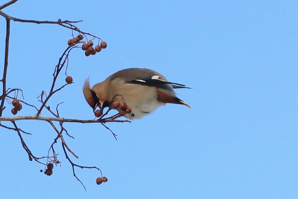 Свиристель