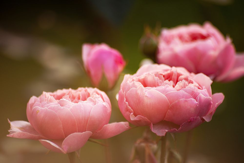 Фотография автора Petrova Anastasia