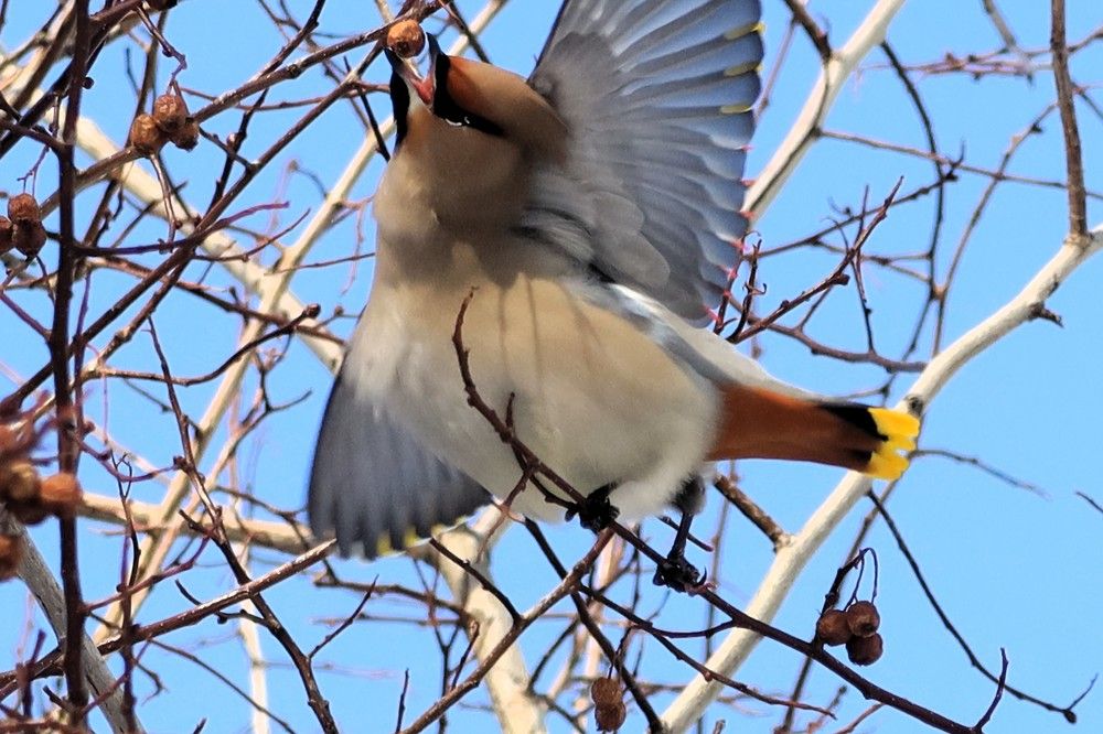 Ягода в клюве