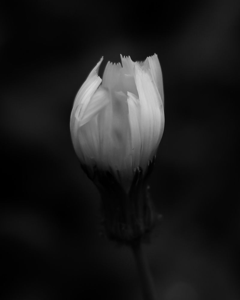 Photograph by Mostafa Mortazavi