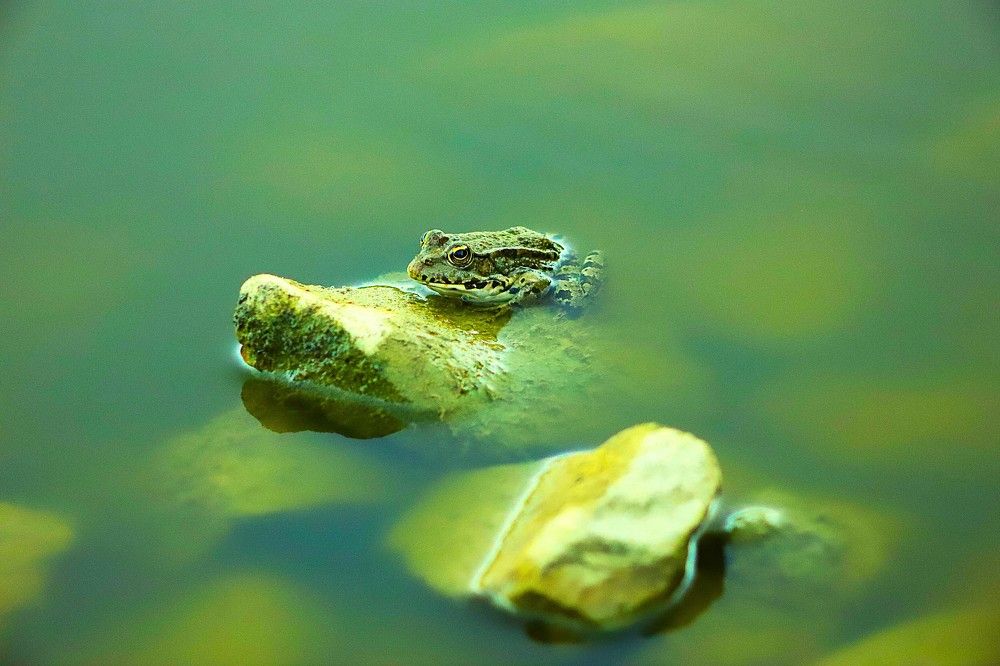 Фотография автора Михаил Лупина