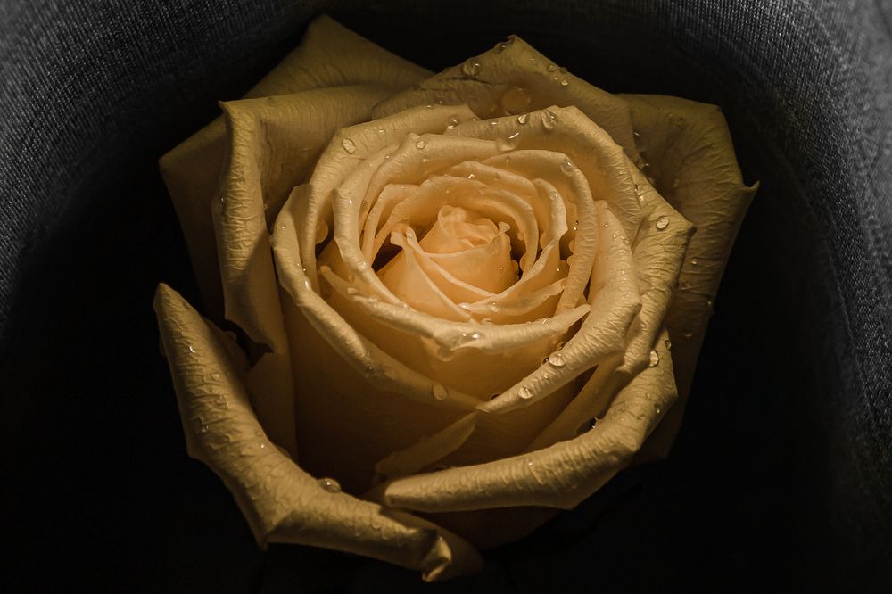 Photograph by Anna Amarova