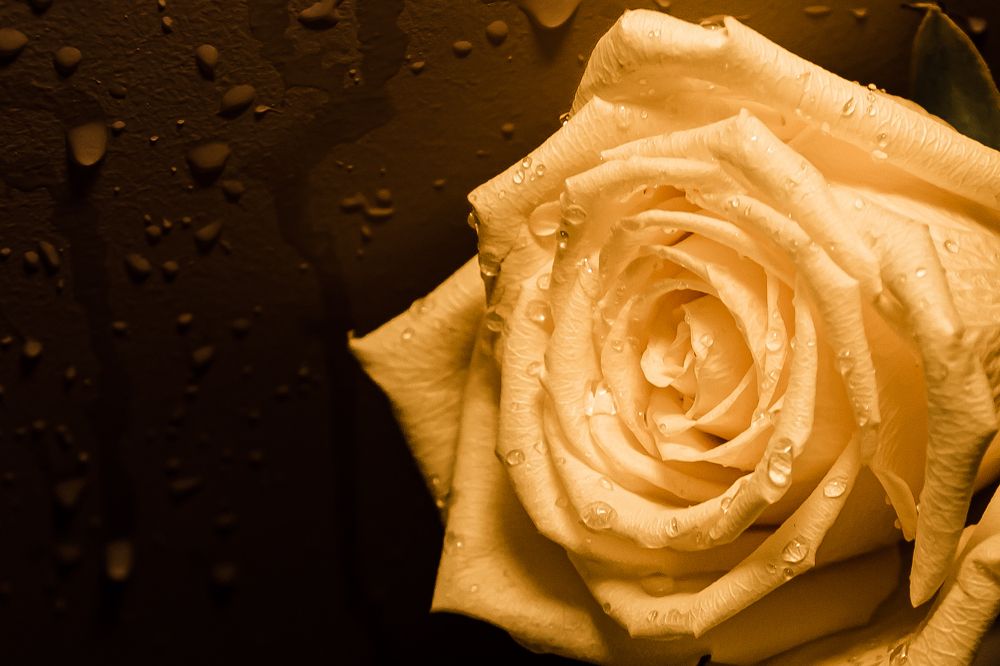 Photograph by Anna Amarova