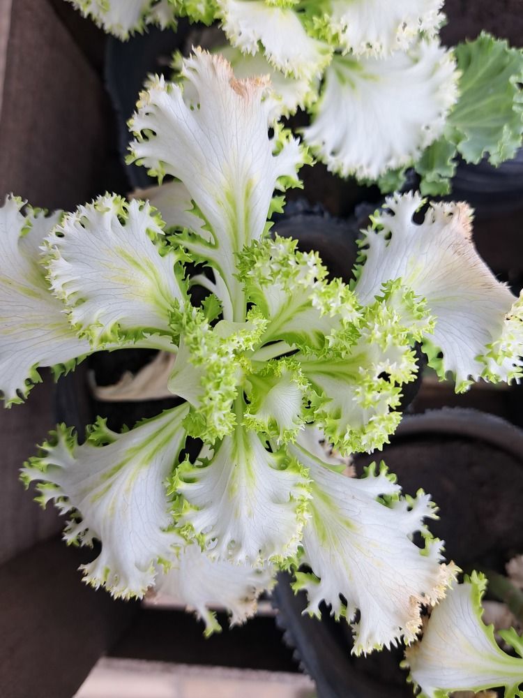 Фотография автора gustavo pecelis