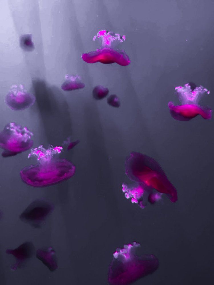 Photograph by Ivan Goshtanar