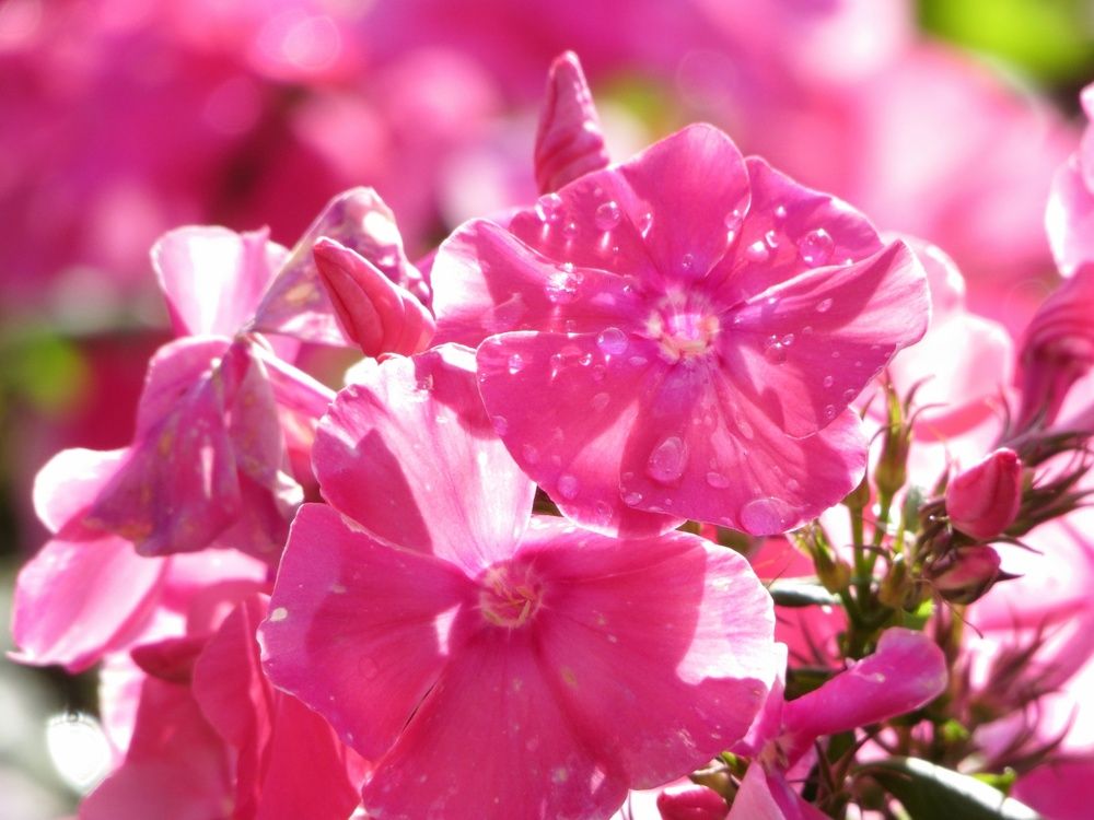 Флоксы после дождя