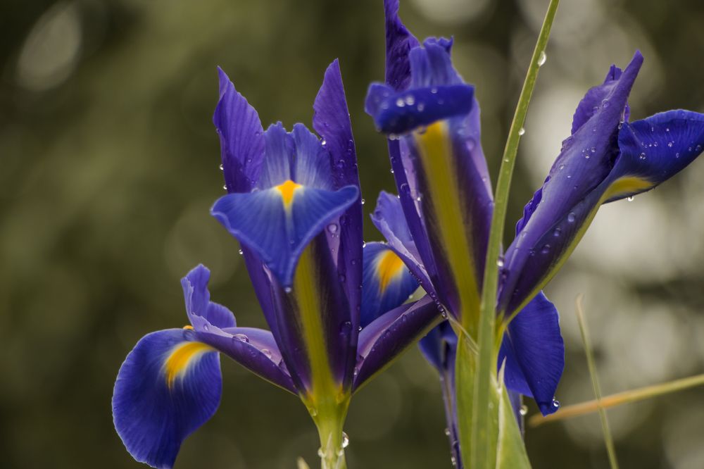 Photograph by Валентина Лопаткина