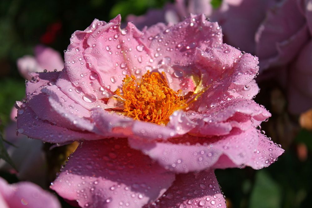 Photograph by Тамара Кремлева