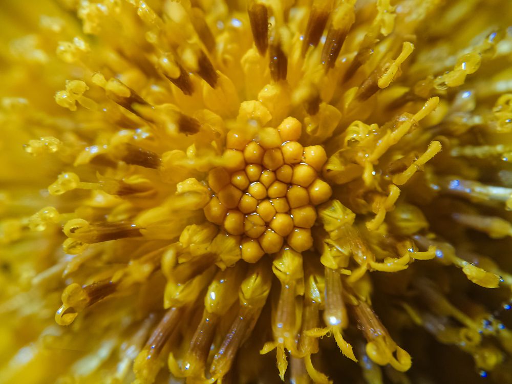 Photograph by M.Maleesha Sathsara Perera