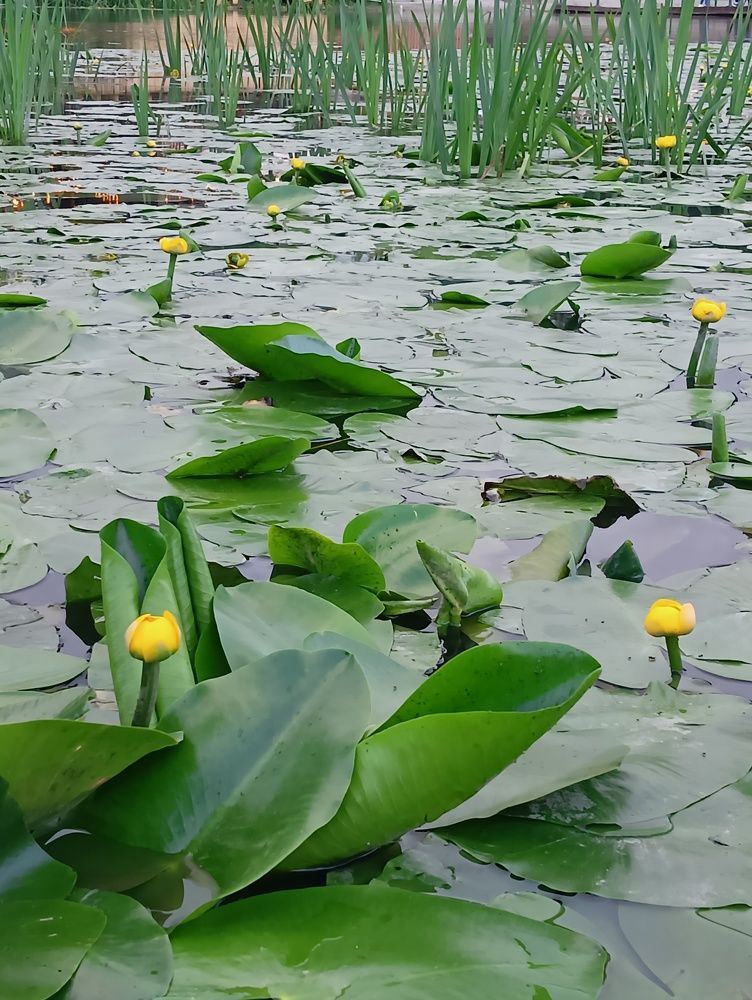 Photograph by Elena Mozhaeva