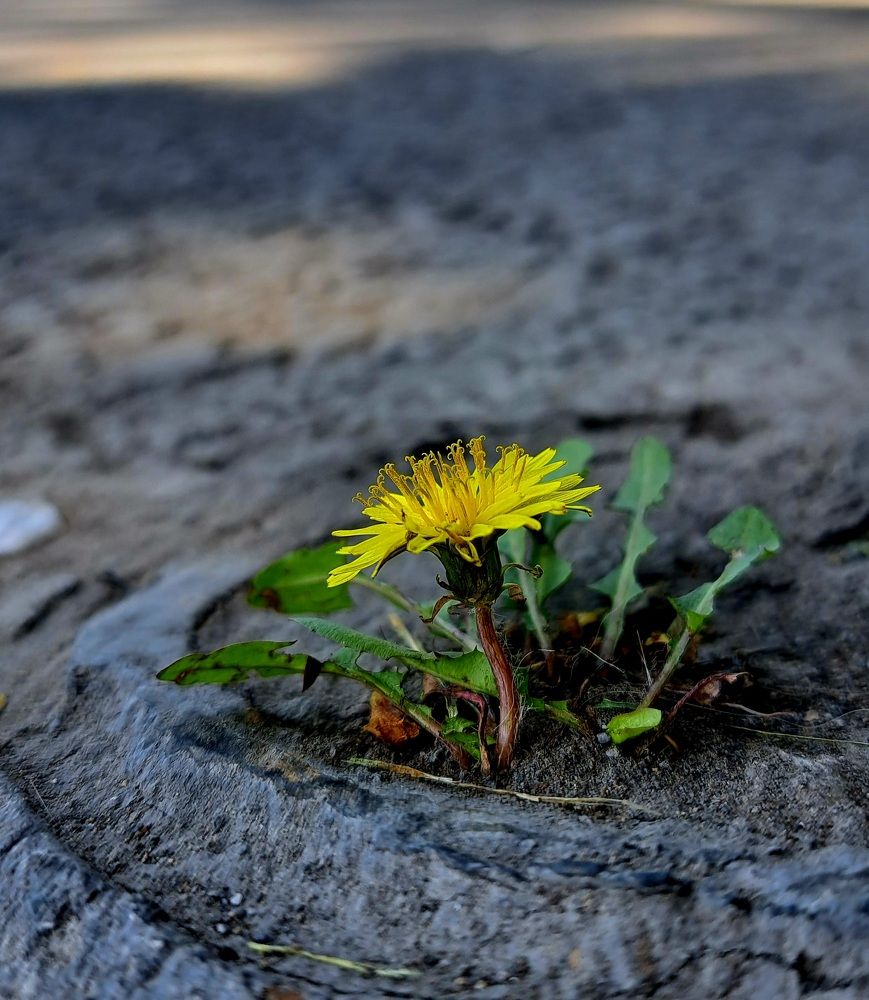 Photograph by Ольга Пумочка-13