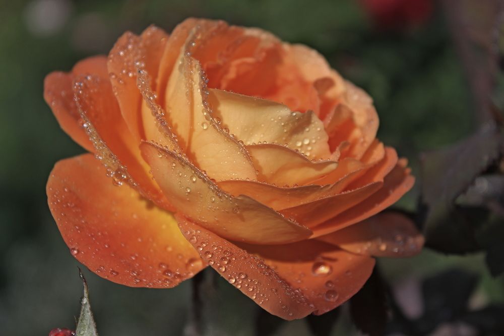 Photograph by Тамара Кремлева