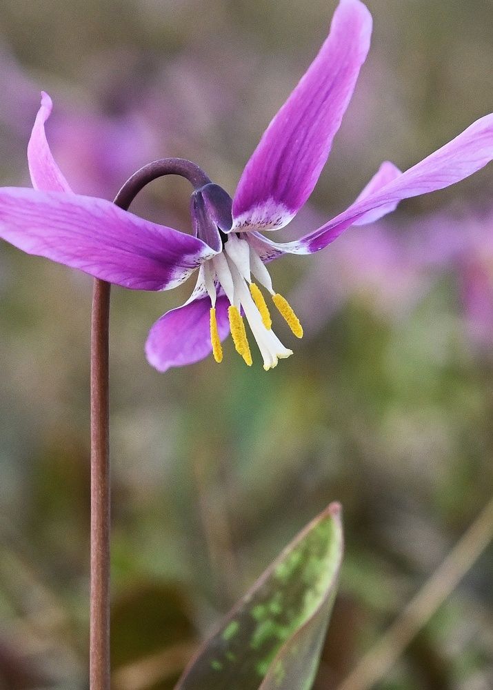 Фотография автора Тарас Махринский