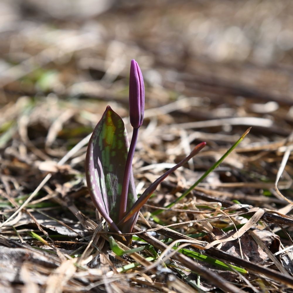 Фотография автора Тарас Махринский