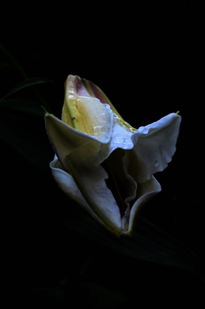 Фотография автора Тарас Махринский