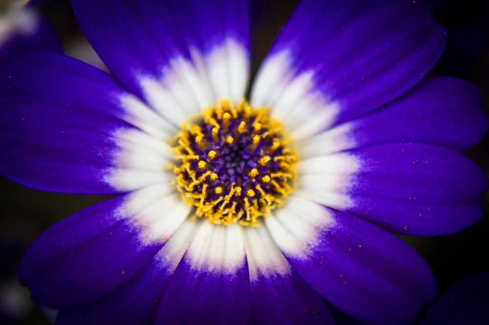 Photograph by Diego Santos