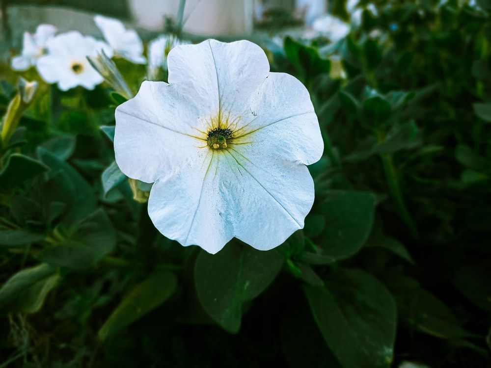 Photograph by abdalrahman