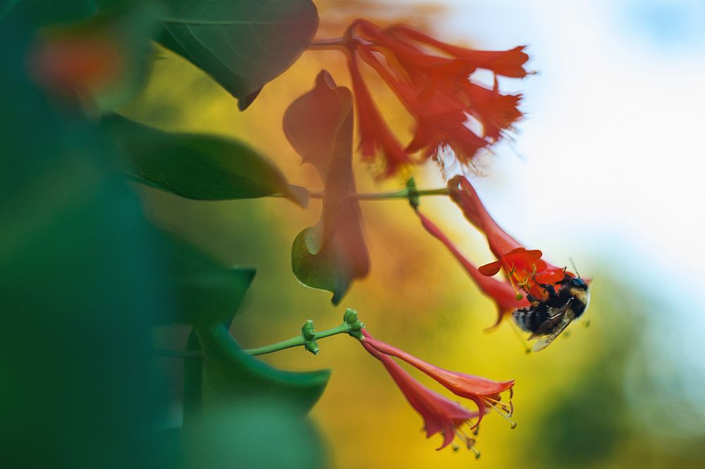 Фотография автора Ману Фалько