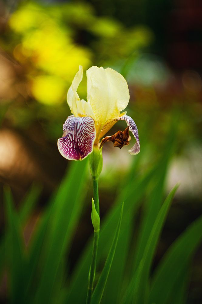Фотография автора Ману Фалько