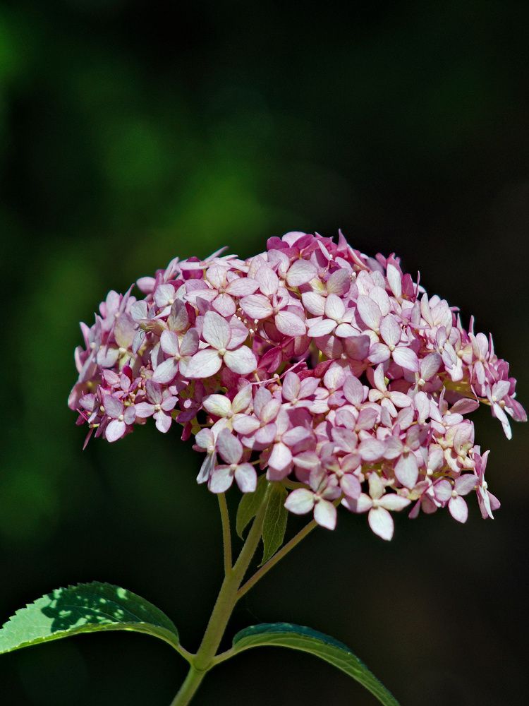 Photograph by Pakhomov Ilya